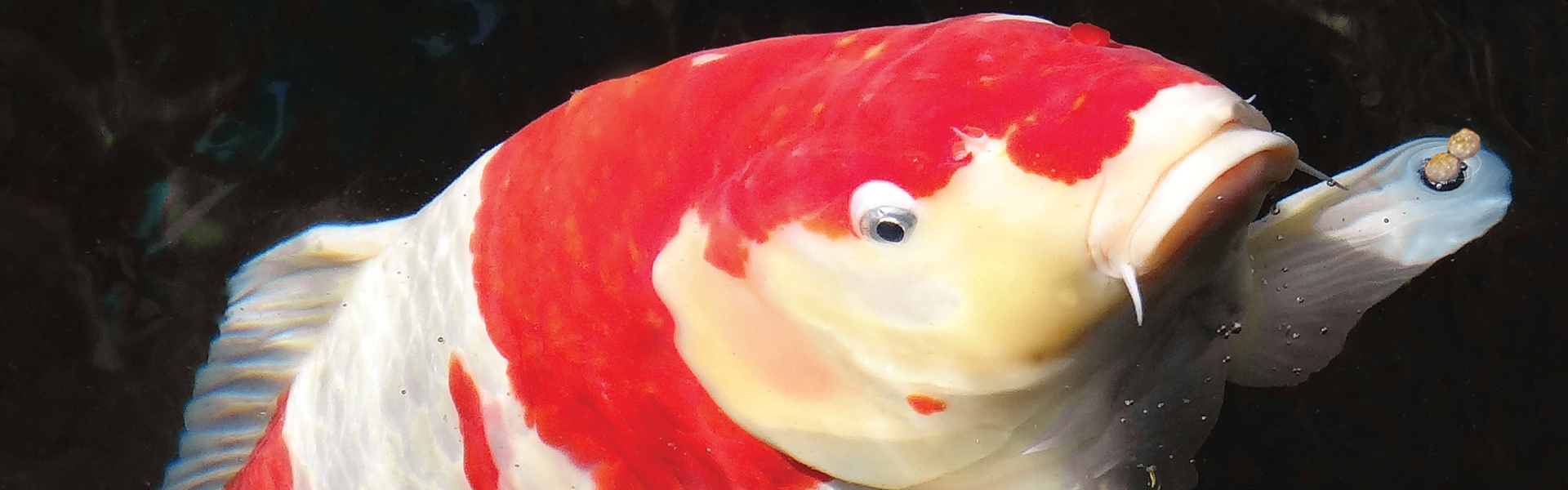 Evolution Aqua Koi Foods